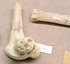 resti ossei di equus caballus