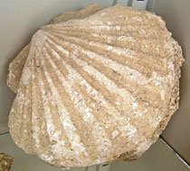 esemplare fossile di conchiglia bivalve dal guscio calcareo