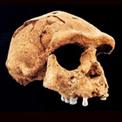 Teschio di Neanderthal