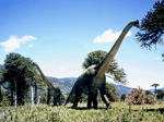 grande sauropode, il brachiosauro