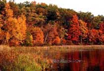 Foresta nel periodo Neolitico