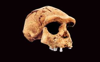 Cranio di Homo erectus