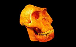 Cranio di Homo habilis