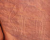 Graffito di elefante