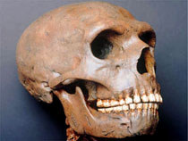 Cranio di Uomo di Neanderthal