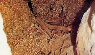 Veduta generale dei resti umani all'interno della piccola cavità che li contiene