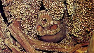 Veduta ravvicinata del cranio e di alcune ossa lunghe. La calcite forma o rivestimenti continui o concrezioni coralliformi