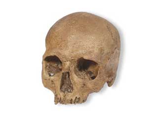 Cranio di Homo sapiens