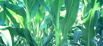 Durante il Neolitico nasce l'agricoltura