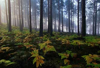 ambiente boschivo con alberi sempreverdi