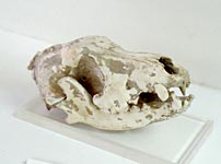 cranio e mandibola di cane