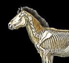 Scheletro di Equus caballus