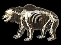Scheletro di ursus spelaeus