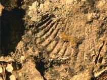 fossili