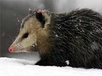 Un fossile vivente: l'Opossum