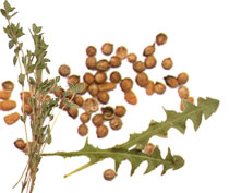 Basilico, semi di coriandolo e foglie di dente di leone